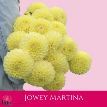 Dalia Jowey Martina - Fam Flower Farm