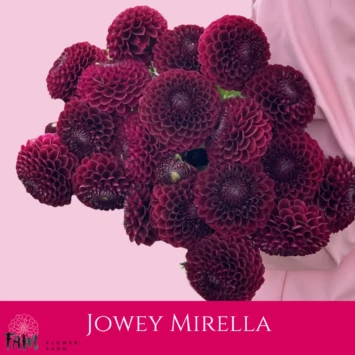 Dalia Jowey Mirella - Fam Flower Farm
