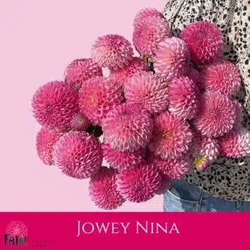 Dalia - Jowey Nina - Fam Flower Farm
