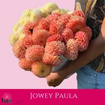 Dalia - Jowey Paula - Fam Flower Farm