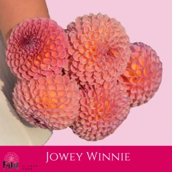 Dalia Jowey Winnie - Fam Flower Farm