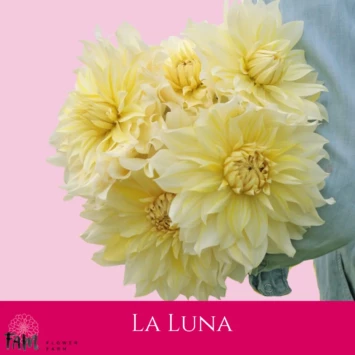 Dalia La Luna - Fam Flower Farm
