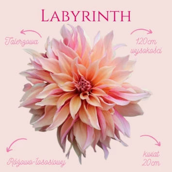 Dalia - Labyrinth