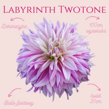 Dalia dekoracyjna Labyrinth Twotone doda w Twoim ogródku trochę magii i subtelnie odmieni rabatkę. Ma duży 20cm kwiat w pastelowej odmianie fioletu, różu i bieli.