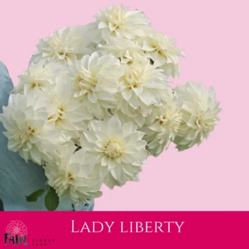 Dalia Lady Liberty - Fam Flower Farm