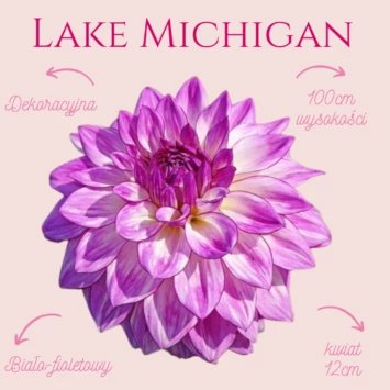 Dalia - Lake Michigan