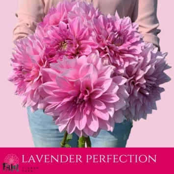Dalia Lavender Perfection - Fam Flower Farm