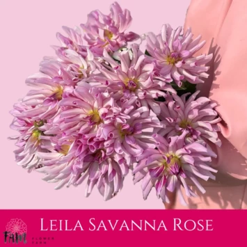 Dalia Leila Savanna Rose - Fam Flower Farm
