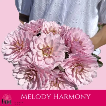 Dalia Melody Harmony - Fam Flower Farm