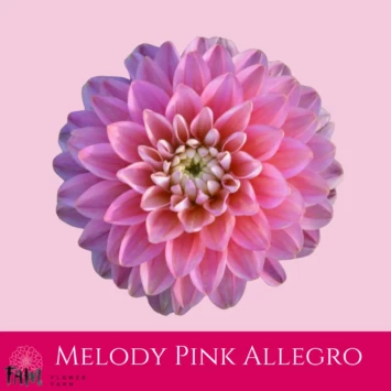 Dalia Melody Pink Allegro - Fam Flower Farm