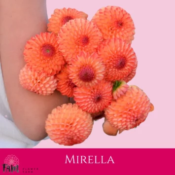 Dalia Mirella - Fam Flower Farm