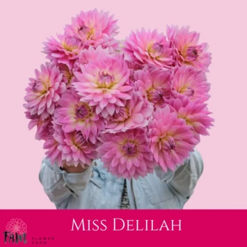 Dalia Miss Delilah - Fam Flower Farm