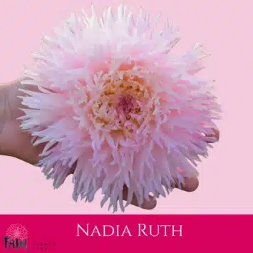 Dalia - Nadia Ruth - Fam Flower Farm