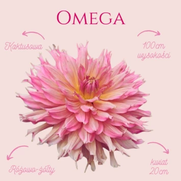 Dalia - Omega