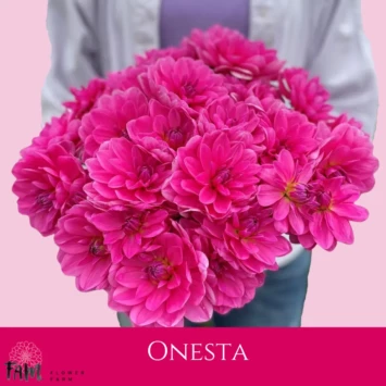 Dalia Onesta - Fam Flower Farm