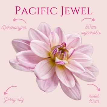Dalia - Pacific Jewel