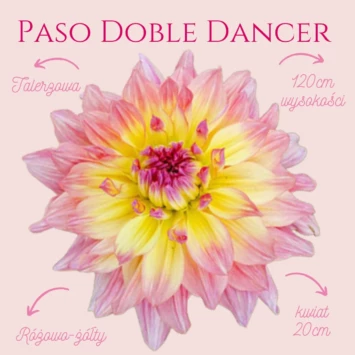 Dalia talerzowa Paso Doble Dancer przede wszystkim przyciąga uwagę swoimi zachwycającymi kwiatami, które mają średnicę nawet 20cm.