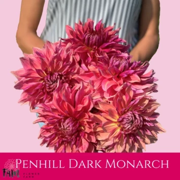 Dalia Penhill Dark Monarch - Fam Flower Farm