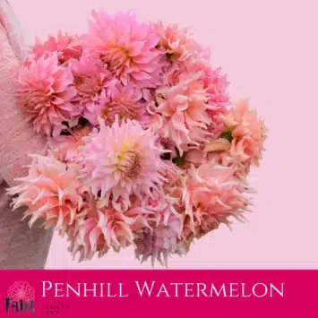 Dalia - Penhill Watermelon - Fam Flower Farm