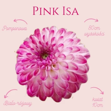 Dalia - Pink Isa