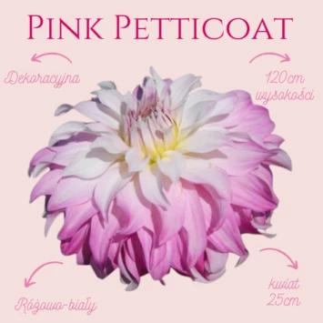 Dalia dekoracyjna Pink Petticoat zachwyca swoją delikatnością, pomimo tego, że osiąga wysokość do 120cm, a jej kwiaty to prawdziwe giganty - mają do 25cm. 