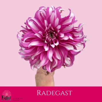 Dalia Radegast - Fam Flower Farm