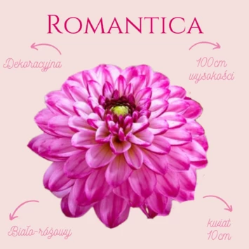 Dalia - Romantica