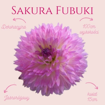 Dalia - Sakura Fubuki