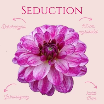 Dalia - Seduction