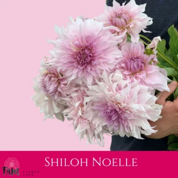Dalia Shiloh Noelle - Fam Flower Farm