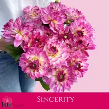Dalia - Sincerity - Fam Flower Farm