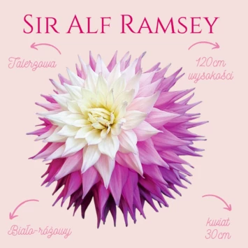 Dalia - Sir Alf Ramsey