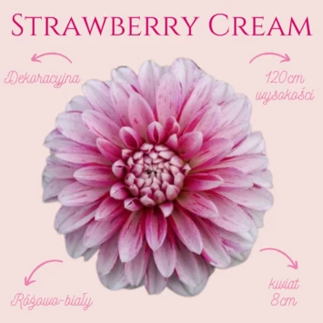 Dalia dekoracyjna Strawberry Cream ma piękne, z wyglądu przypominające chryzantemy różowo białe kwiaty, które wyglądają jeszcze bardziej uroczo.