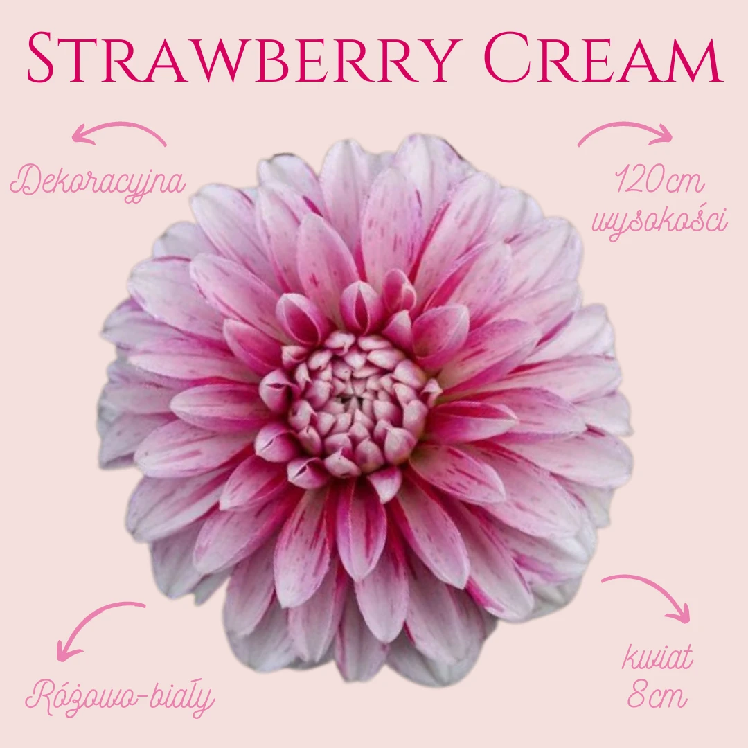 Dalia dekoracyjna Strawberry Cream ma piękne, z wyglądu przypominające chryzantemy różowo białe kwiaty, które wyglądają jeszcze bardziej uroczo.
