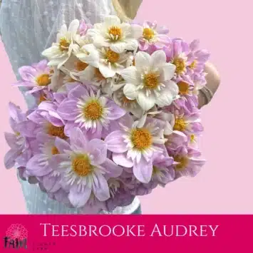 Dalia - Teesbrooke Audrey - Fam Flower Farm
