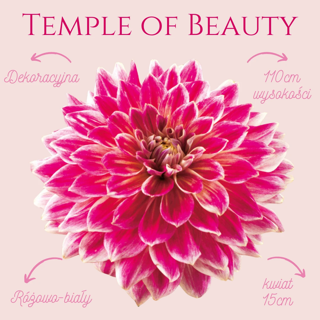 Dalia dekoracyjna Temple of Beauty zapewni mnóstwo bogatych około 15cm kwiatów w kolorze różowym z białym obramowaniem płatków.