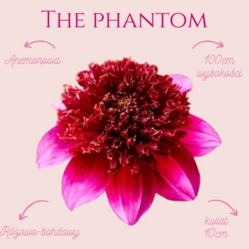 Dalia anemonowa The Phantom odmieni Twój ogródek! Jest to bardzo ciekawa odmiana, która swój środek ma “poszarpany”, krótki w kolorze bordowym.