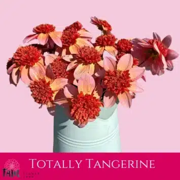 Dalia - Totally Tangerine - Fam Flower Farm