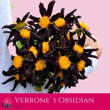 Dalia Verrone`s Obsidian - Fam Flower Farm