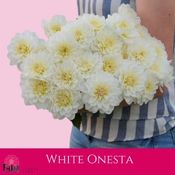 Dalia White Onesta - Fam Flower Farm