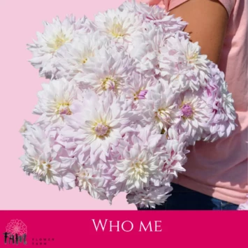 Dalia Who Me - Fam Flower Farm