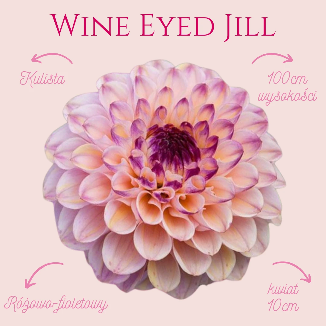 Dalia pomponowa Wine Eyed Jill jest nazywana też dalią kulistą i ciężko dokładnie określić jej kolor. Na jednej sadzonce możemy odnaleźć różną paletę barw.