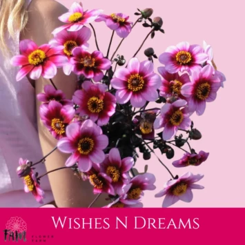 Dalia Wishes N Dreams - Fam Flower Farm