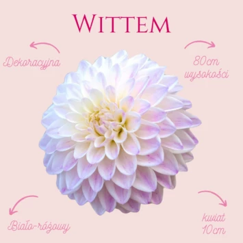 Dalia - Wittem