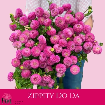 Dalia Zippity Do Da - Fam Flower Farm
