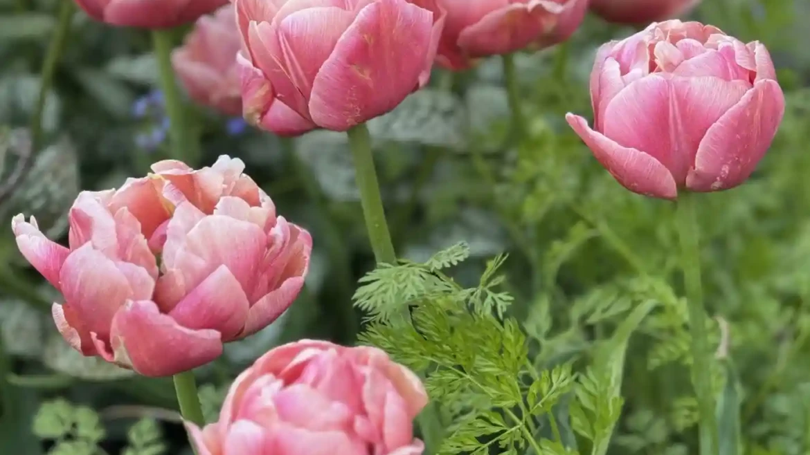 5 Najważniejszych Zasad Sadzenia i Pielęgnacji Roślin Cebulowych