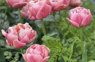 5 Najważniejszych Zasad Sadzenia i Pielęgnacji Roślin Cebulowych