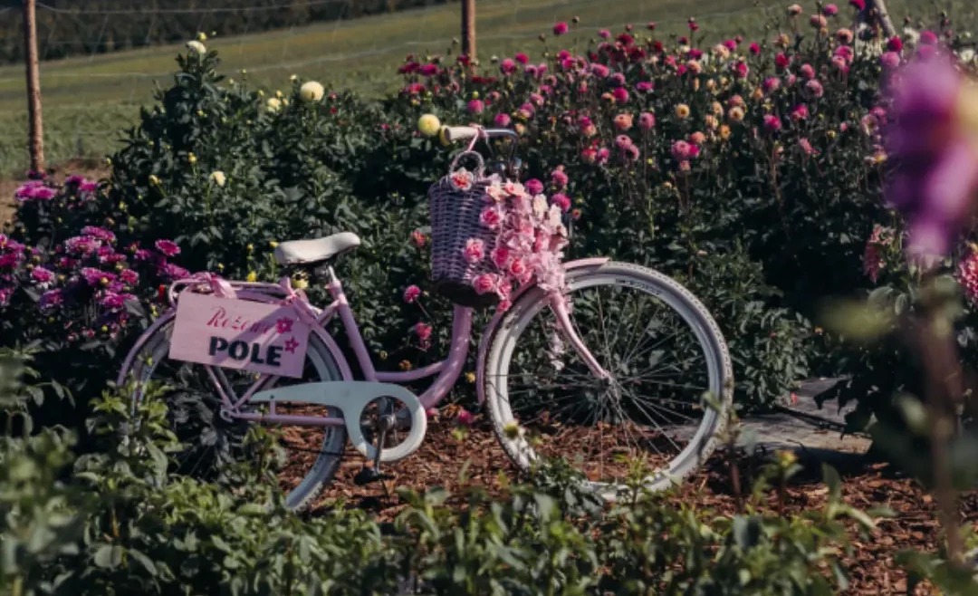 Relacja z Pierwszego Dnia Otwartego na Różowym Polu