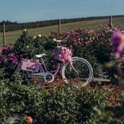 Różowe Pole - rower dekoracyjny wśród kwiatów na farmie kwiatowej