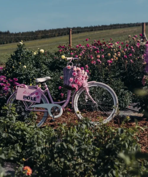 Różowe Pole - rower dekoracyjny wśród kwiatów na farmie kwiatowej